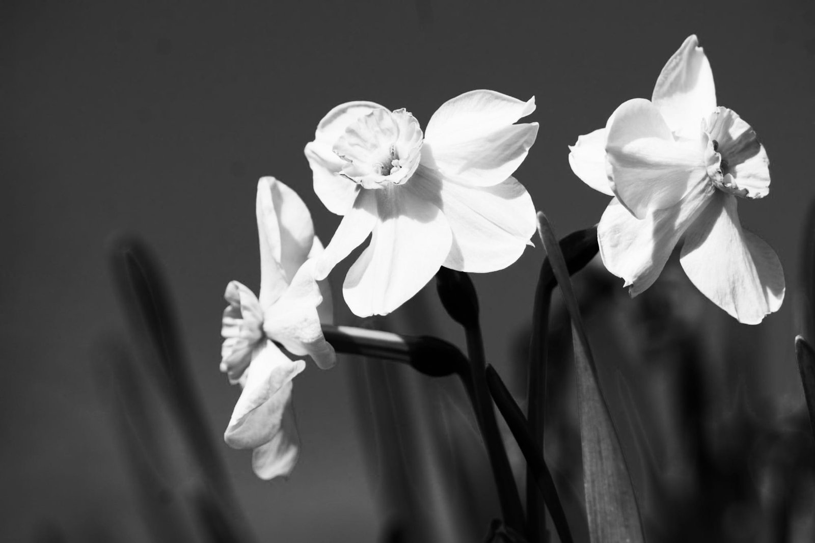 Oh how I wish that it was spring! :-)